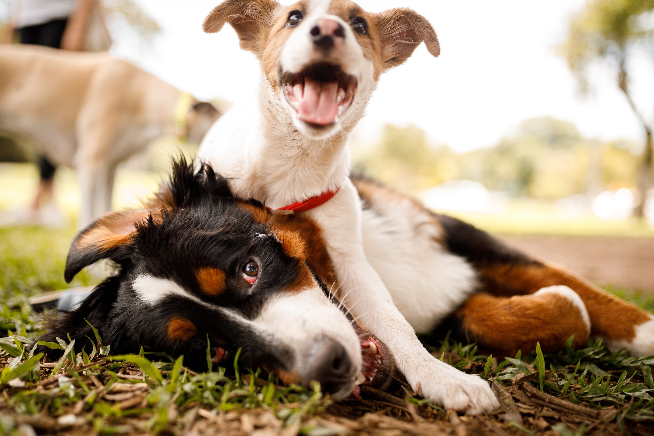 Scopri di più sull'articolo Come capire se un partito ha veramente a cuore il benessere dell’ambiente e degli animali