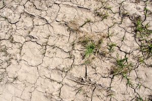 Scopri di più sull'articolo Siccità, cinque gesti che possiamo fare tutti i giorni per contrastare la desertificazione
