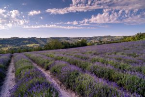 Scopri di più sull'articolo Dove ammirare la fioritura della lavanda in Italia (senza recarsi in Francia): i luoghi e il periodo esatto