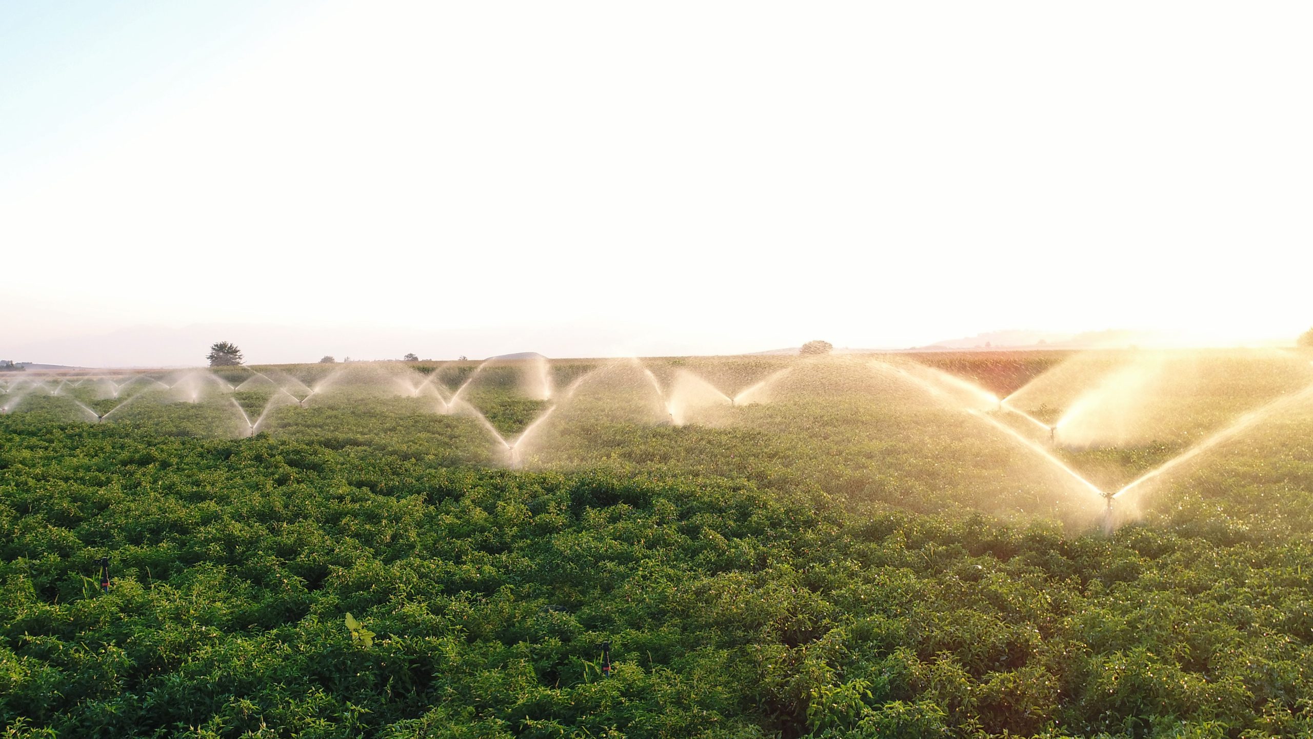 Scopri di più sull'articolo Inaugurato il più grande sistema di irrigazione con l’energia solare: come funziona