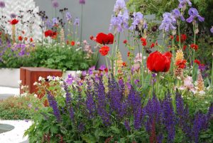 Scopri di più sull'articolo Quali fiori piantare a giugno: tutti i consigli per un giardino colorato e profumato