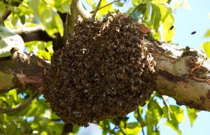 Scopri di più sull'articolo Con poche regole ho imparato cosa fare se mi imbatto in uno sciame di api