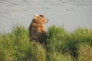 Scopri di più sull'articolo Ritrovato un Orso morto nel Parco Nazionale d’Abruzzo: la possibile causa del decesso