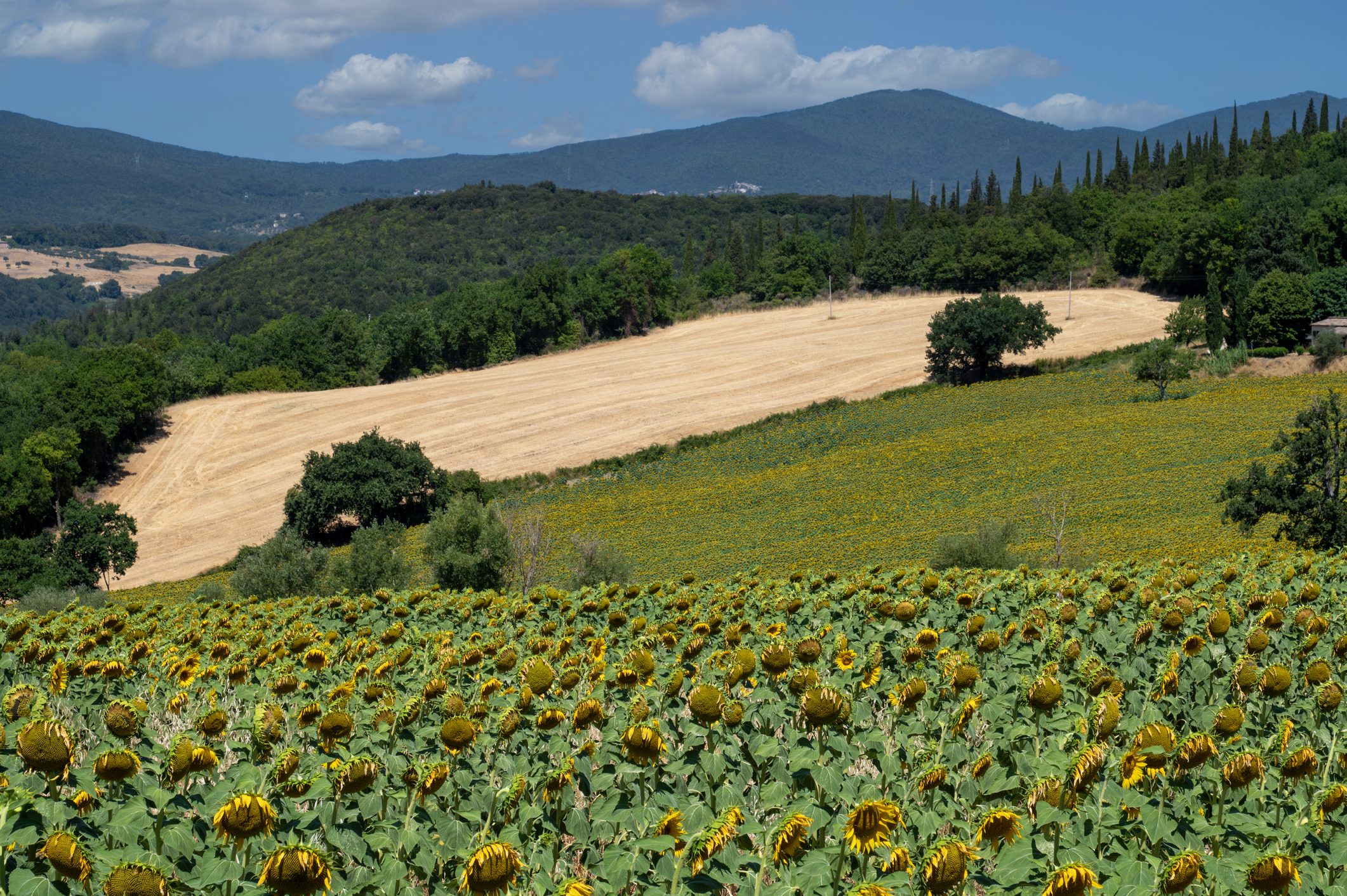 Scopri di più sull'articolo Il Cammino dei Borghi Silenti: cos’è e come si sviluppa questo percorso lungo i paesaggi umbri più dolci