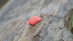 Scopri di più sull'articolo Queste graziose palline rosa sono molto pericolose: meglio fare attenzione alle larve di lumaca mela