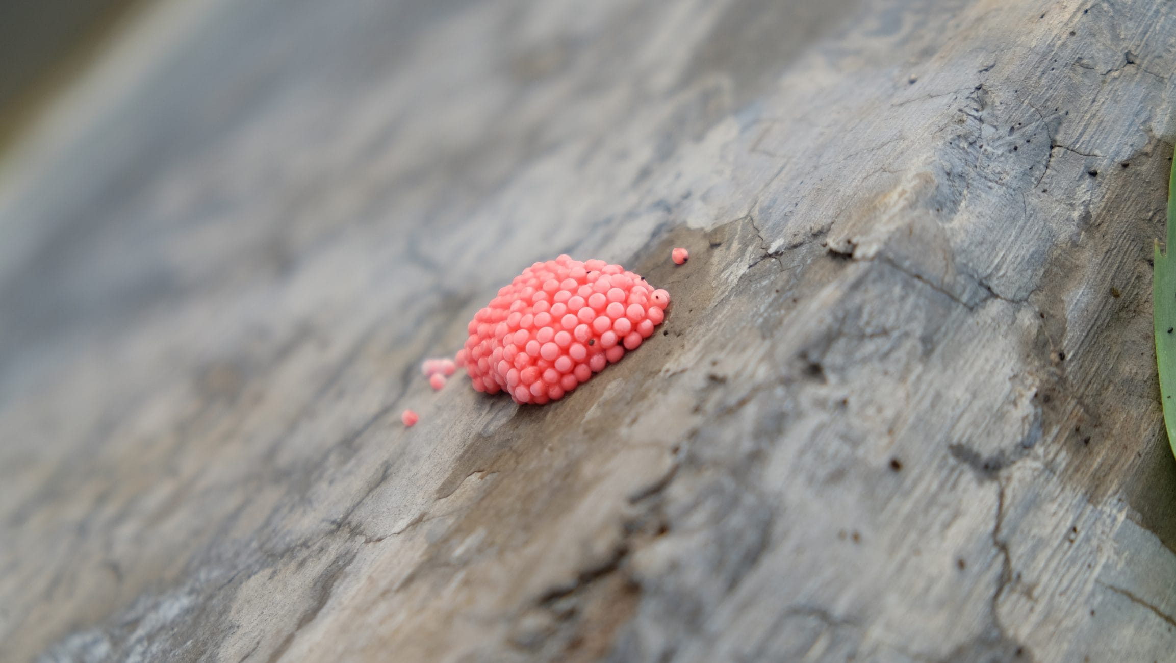 Scopri di più sull'articolo Queste graziose palline rosa sono molto pericolose: meglio fare attenzione alle larve di lumaca mela