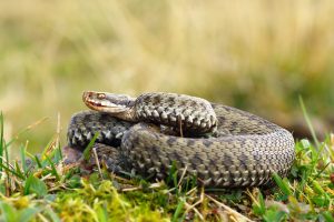 Scopri di più sull'articolo Cosa devi fare se trovi una vipera in giardino