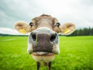 Scopri di più sull'articolo Arriva la Mucca Tax, in Danimarca gli agricoltori pagheranno 100 euro per ogni mucca di proprietà