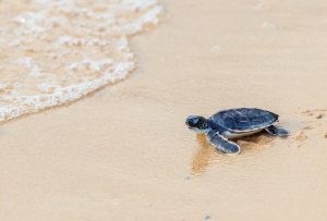 Scopri di più sull'articolo Parte la nidificazione delle tartarughe marine: nel Cilento registrati i primi 6 nidi