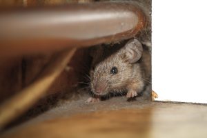 Scopri di più sull'articolo Cosa fare se ti entra un topo in casa