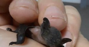 Scopri di più sull'articolo Cosa fare se trovi un pipistrello a terra