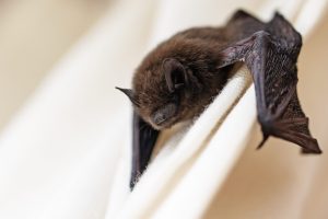 Scopri di più sull'articolo Cosa fare se trovi un pipistrello in casa