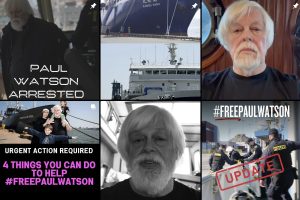 Scopri di più sull'articolo Chi è Paul Watson , l’ambientalista arrestato perché impediva la caccia alle balene