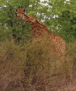 Scopri di più sull'articolo Scattate foto di una giraffa con il collo a zig-zag: com’è possibile?