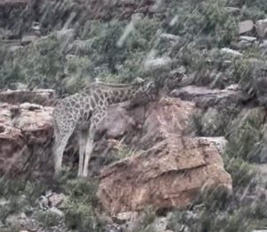 Scopri di più sull'articolo Nevicata record in Sudafrica: immagini e video degli animali ricoperti dalla neve