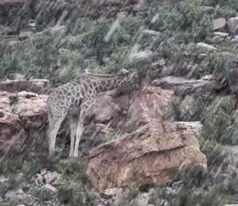 Scopri di più sull'articolo Nevicata record in Sudafrica: immagini e video degli animali ricoperti dalla neve