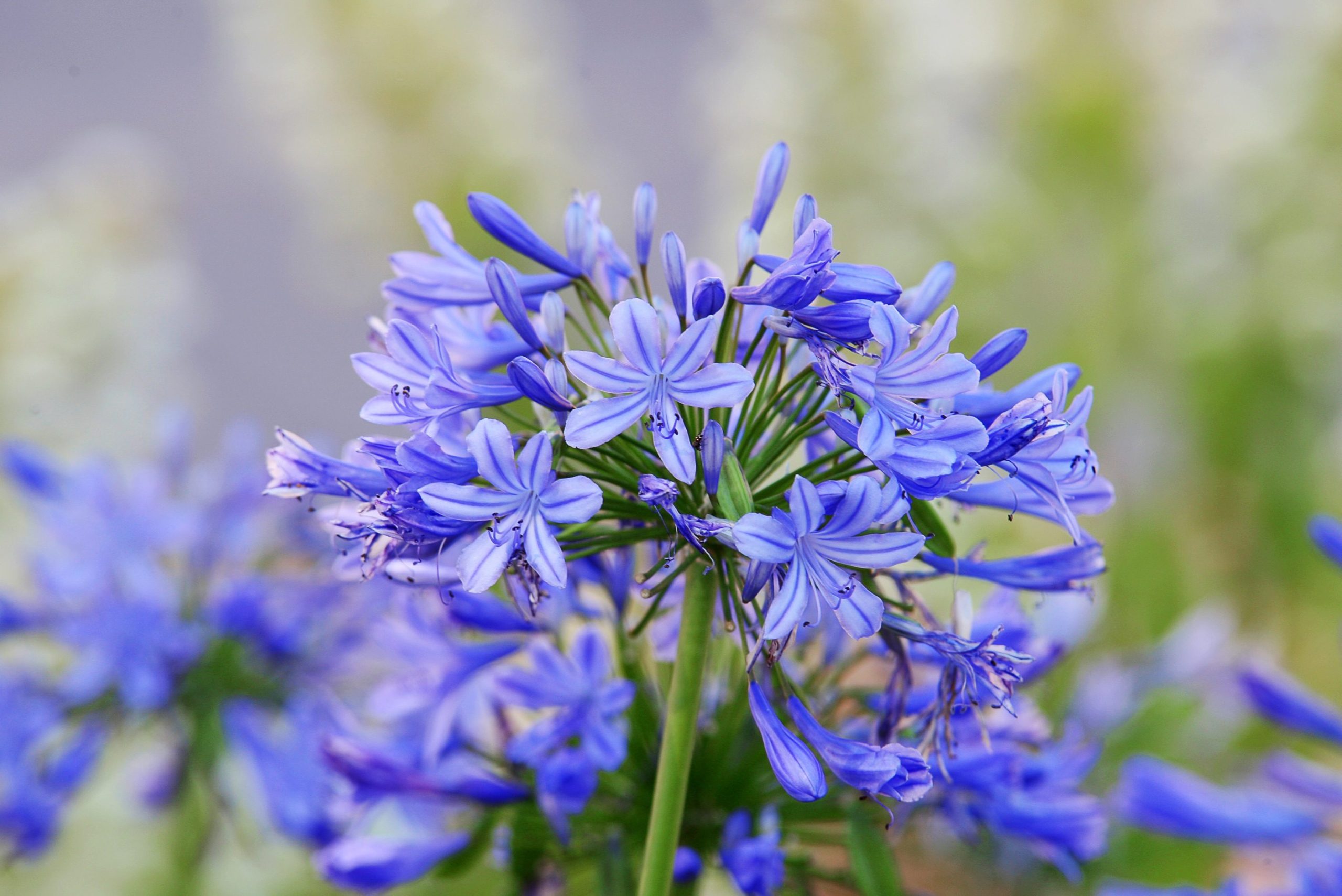 Scopri di più sull'articolo Come coltivare l’agapanto: il fiore estivo dai colori meravigliosi