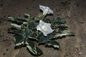 Scopri di più sull'articolo Datura: caratteristiche, proprietà e coltivazione della Tromba del diavolo