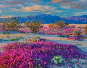 Scopri di più sull'articolo Fiorisce il Deserto di Atacama in Cile, ma prima del tempo: le 4 conseguenze sulla natura