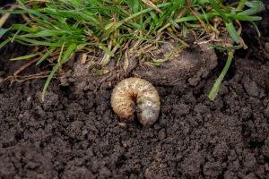 Scopri di più sull'articolo Fai attenzione alle larve di scarabeo, se le trovi nel tuo giardino devi intervenire subito