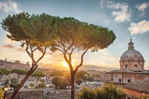 Scopri di più sull'articolo Sai quali sono gli alberi nazionali d’Italia e perché sono considerati un simbolo?