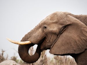 Scopri di più sull'articolo Animali e piante a rischio estinzione: aggiornata la lista rossa con elefanti, cactus e lucertulo