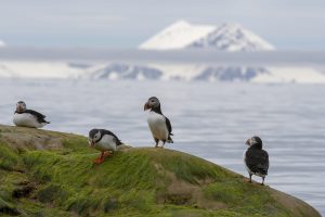 Scopri di più sull'articolo Le Svalbard si popolano di piante aliene, cosa sta succedendo e quali sono i rischi