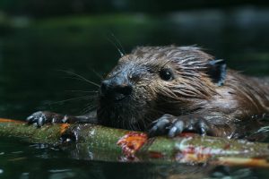 Scopri di più sull'articolo I castori possono salvarci dalla siccità: perché sono fondamentali per l’ecosistema