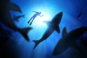 Scopri di più sull'articolo Gli attacchi degli squali sono legati alla crisi climatica? L’esperta: “Tra i fattori in gioco c’è anche l’aumento delle temperature”