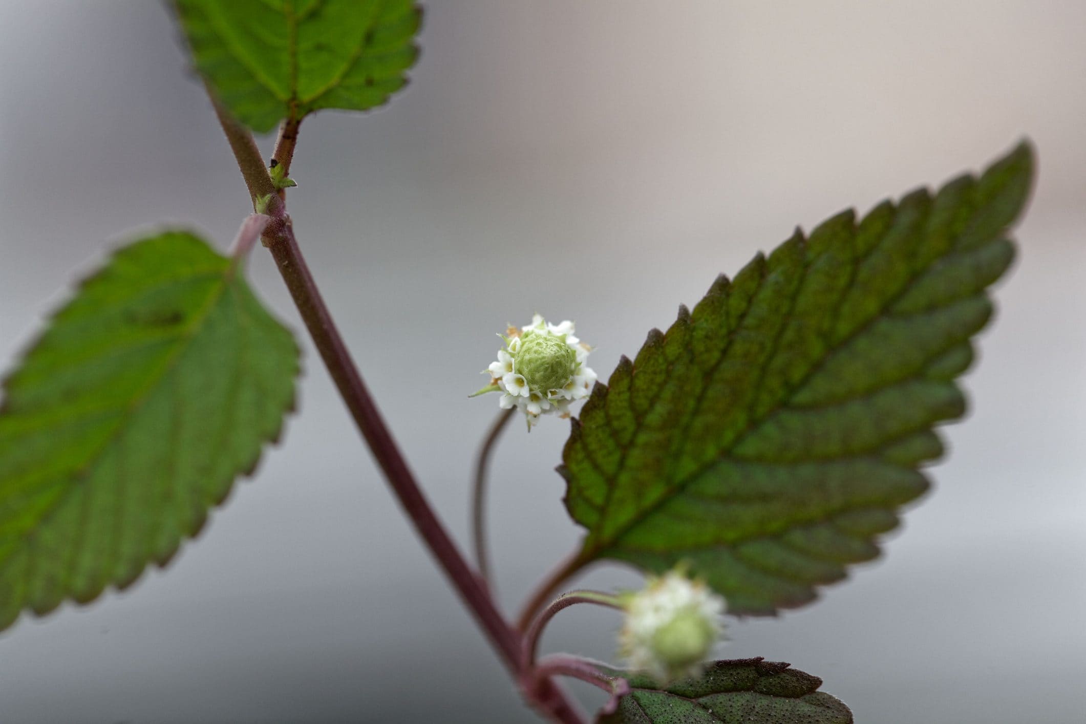 Scopri di più sull'articolo Lippia dulcis: come coltivare lo zucchero azteco