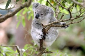 Scopri di più sull'articolo L’Australia impone il divieto di abbracciare i Koala nei parchi faunistici: ecco perché