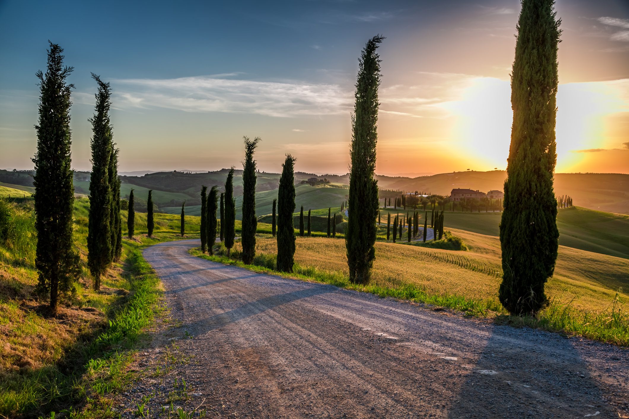 Scopri di più sull'articolo Perché ci sono sempre i cipressi nei cimiteri? I 3 motivi dietro questa scelta