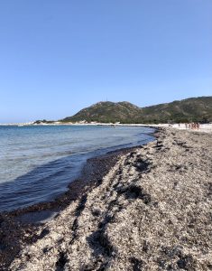 Scopri di più sull'articolo Perché l’acqua di Cala Brandinchi è diventata verde? La causa non è l’inquinamento