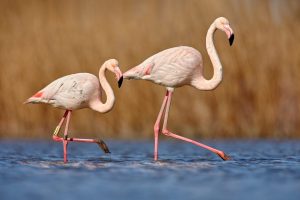 Scopri di più sull'articolo Come visitare il Parco Naturale Molentargius-Saline, dove puoi vedere i fenicotteri