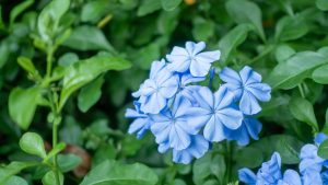 Scopri di più sull'articolo Sembra un mix tra gelsomino e geranio, ma è un Plumbago: come coltivare il fiore azzurro