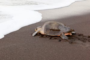 Scopri di più sull'articolo Il Vietnam ritrova uova di tartarughe marine sulle sue spiagge: appartengono a una specie rara e in via di estinzione