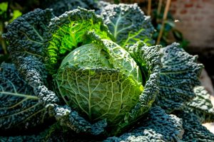 Scopri di più sull'articolo Semina di fine estate: le verdure da avere nell’orto in vista dell’inverno