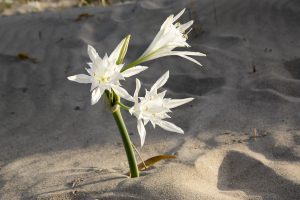 Scopri di più sull'articolo Cos’è il Giglio di Mare, il fiore che sboccia anche sulla sabbia