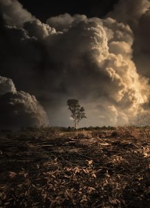 Scopri di più sull'articolo Gli alberi possono “trattenere il fiato” per evitare il fumo tossico degli incendi