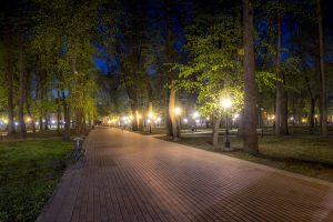 Scopri di più sull'articolo La luce dei lampioni in città fa male alla natura: le foglie degli alberi si trasformano