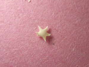 Scopri di più sull'articolo Su queste isole in Giappone la sabbia è a forma di stelle: ecco perché