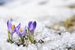 Scopri di più sull'articolo L’assurda crescita di fiori sul ghiacciao del Gran Paradiso: com’è possibile?