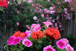 Scopri di più sull'articolo Cinque fiori che sbocciano ad agosto, per un’estate fiorita e colorata