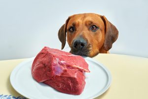 Scopri di più sull'articolo La carne coltivata diventa cibo per i cani: il progetto del Regno Unito e la scelta dell’Europa