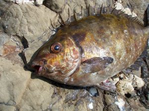 Scopri di più sull'articolo Se vedi questo pesce in mare, fai attenzione alle sue spine: sono velenosissime