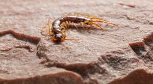 Scopri di più sull'articolo Scolopendra in casa: se ne trovi una, intervieni subito così