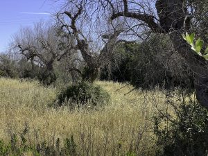 Scopri di più sull'articolo Anche le piante “urlano” quando sono stressate