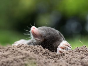 Scopri di più sull'articolo Cosa fare se trovi una talpa in giardino o nell’orto