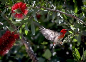 Scopri di più sull'articolo Queste 10 piante attireranno (e nutriranno) gli uccellini nel tuo giardino