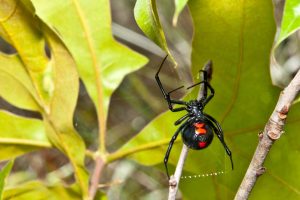 Scopri di più sull'articolo Cosa fare se trovi una vedova nera in giardino